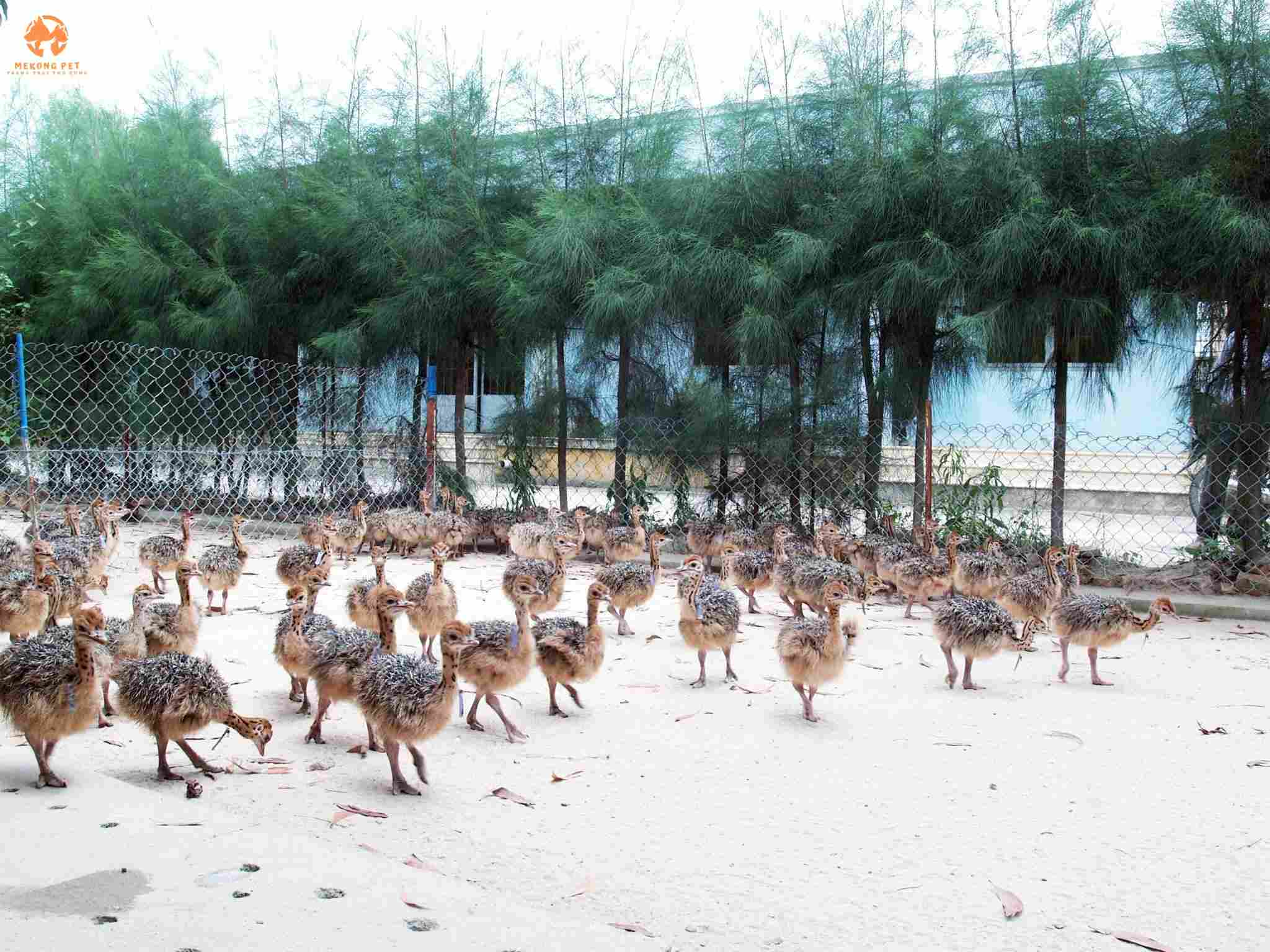 Đà điều giống 3-4 tháng tuổi, có thể được thả rông khắp sân vườn nhà